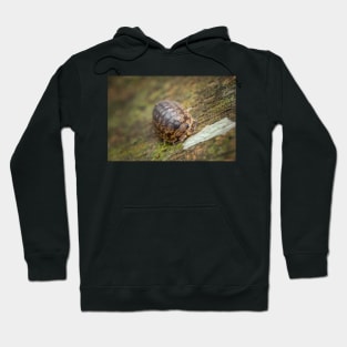 A furious looking woodlouse Hoodie